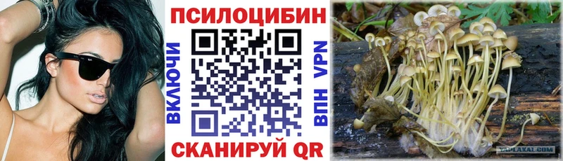 купить   Тайшет  кракен tor  Галлюциногенные грибы Psilocybine cubensis 